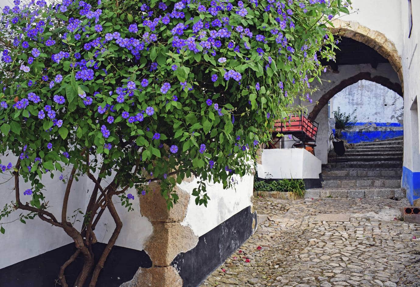 Purple flowering vine cascading over a whitewashed wall on a cobblestone street inside the Obidos walls