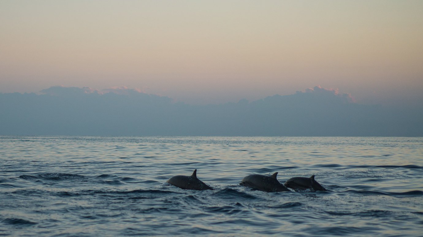 Bottlenose dolphins surfacing in calm water at sunset