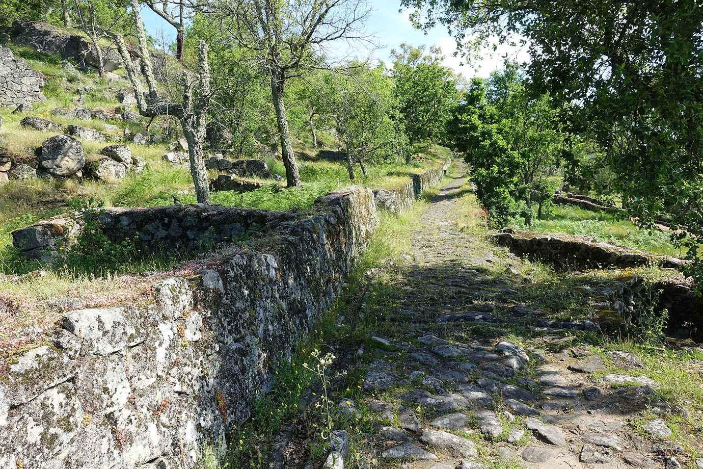A stone-walled path and the low ruins of round houses among trees and grass at the Citânia de Briteiros hillfort near Guimarães
