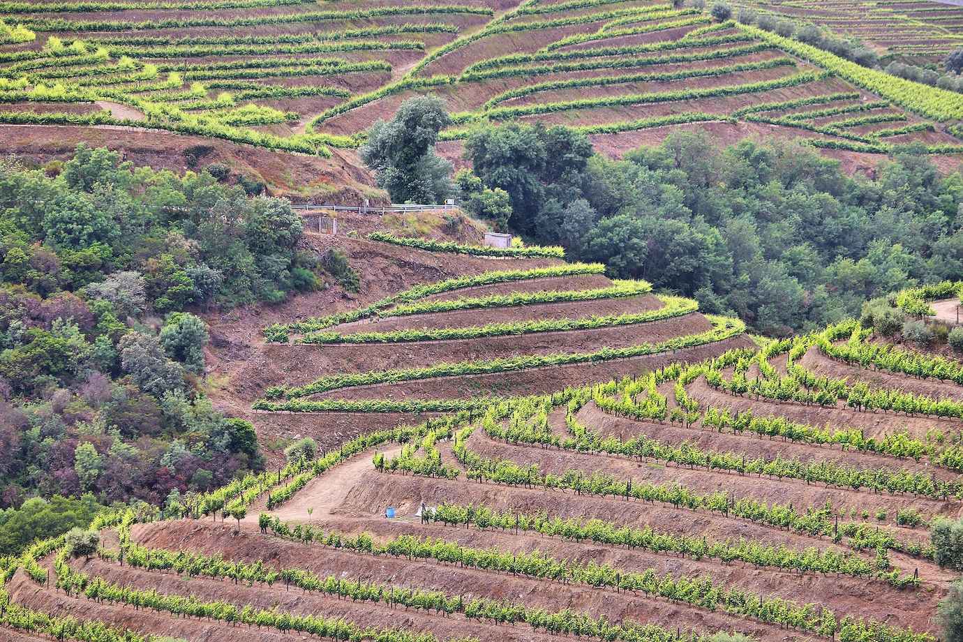 Vineyard terraces in the Douro Valley near Peso da Régua, the home of one-Michelin-star restaurant Schistó